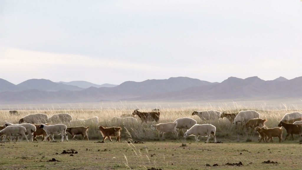 Sheep grazing in a field with majestic mountains in the background.